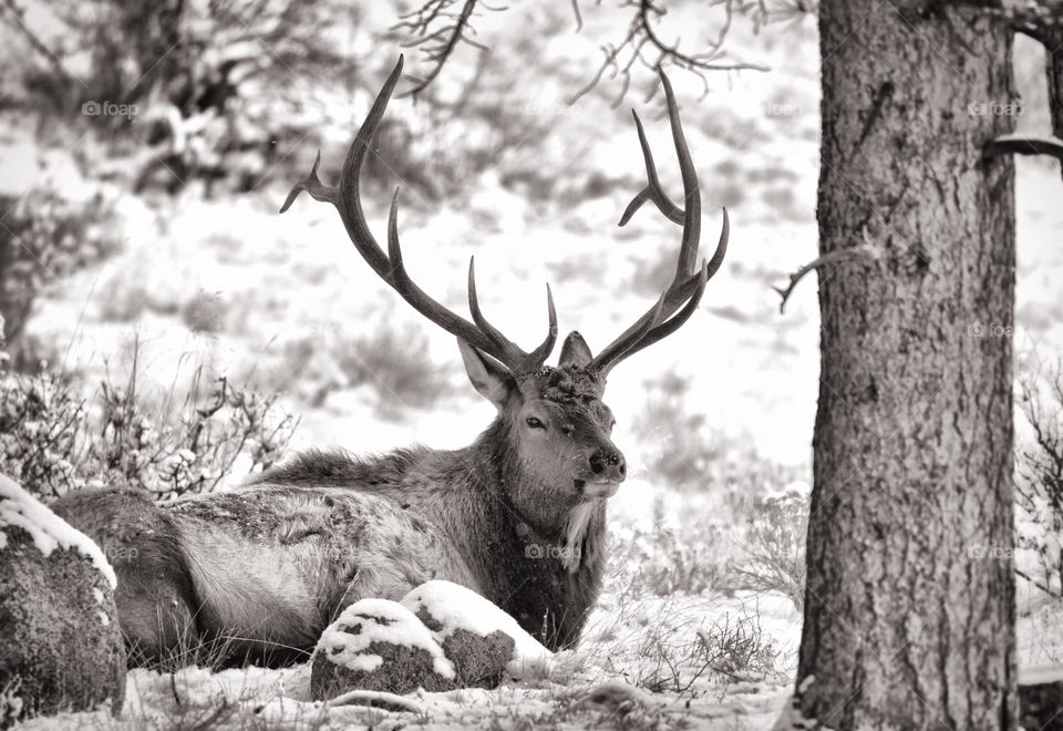 A bull elk eating grass and relaxing on a cold winter morning in the mountains. His rack is huge. Black and white.
