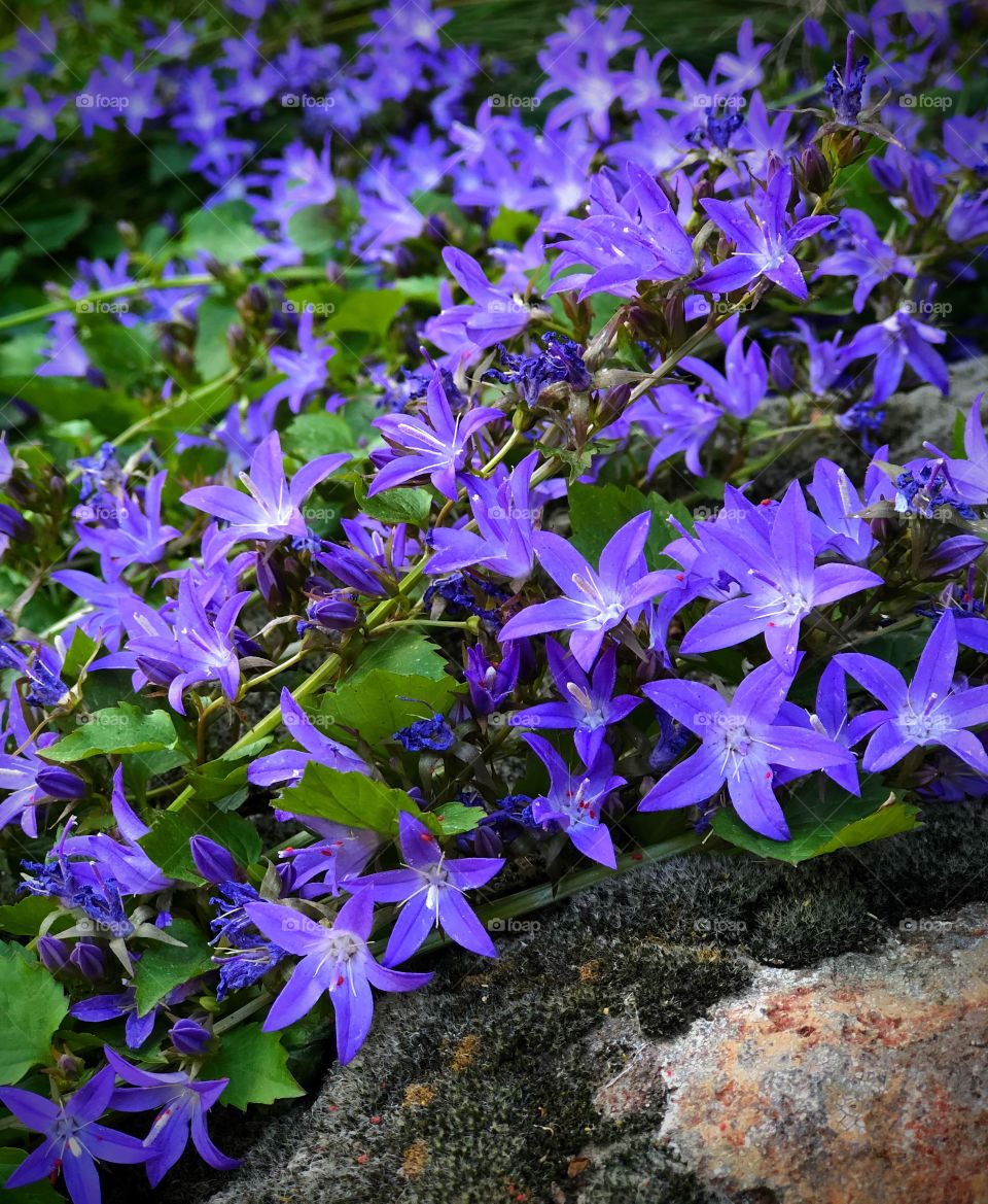 A capture of some charming purple ground cover blooms on a beautiful sunny afternoon. 