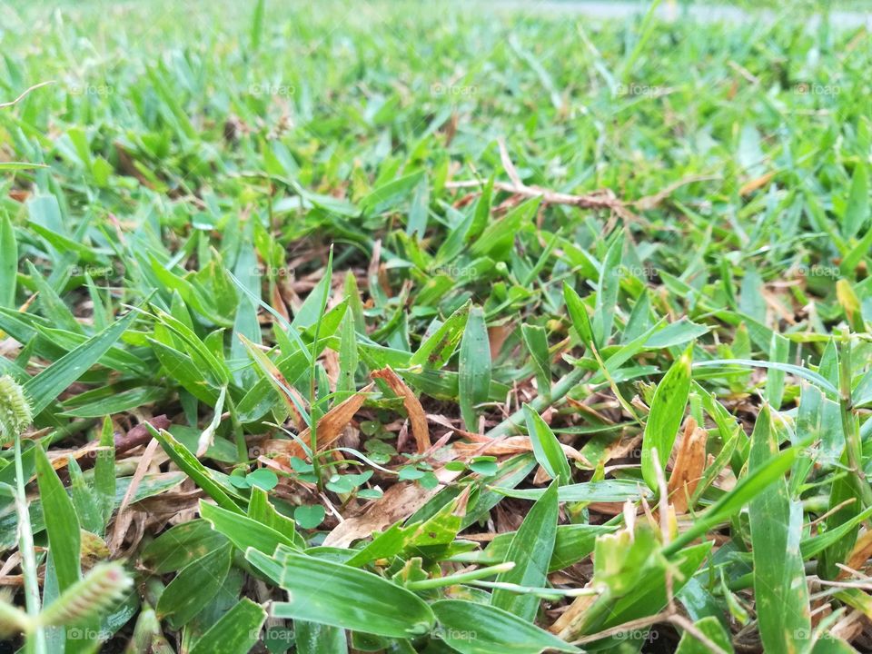 Grass