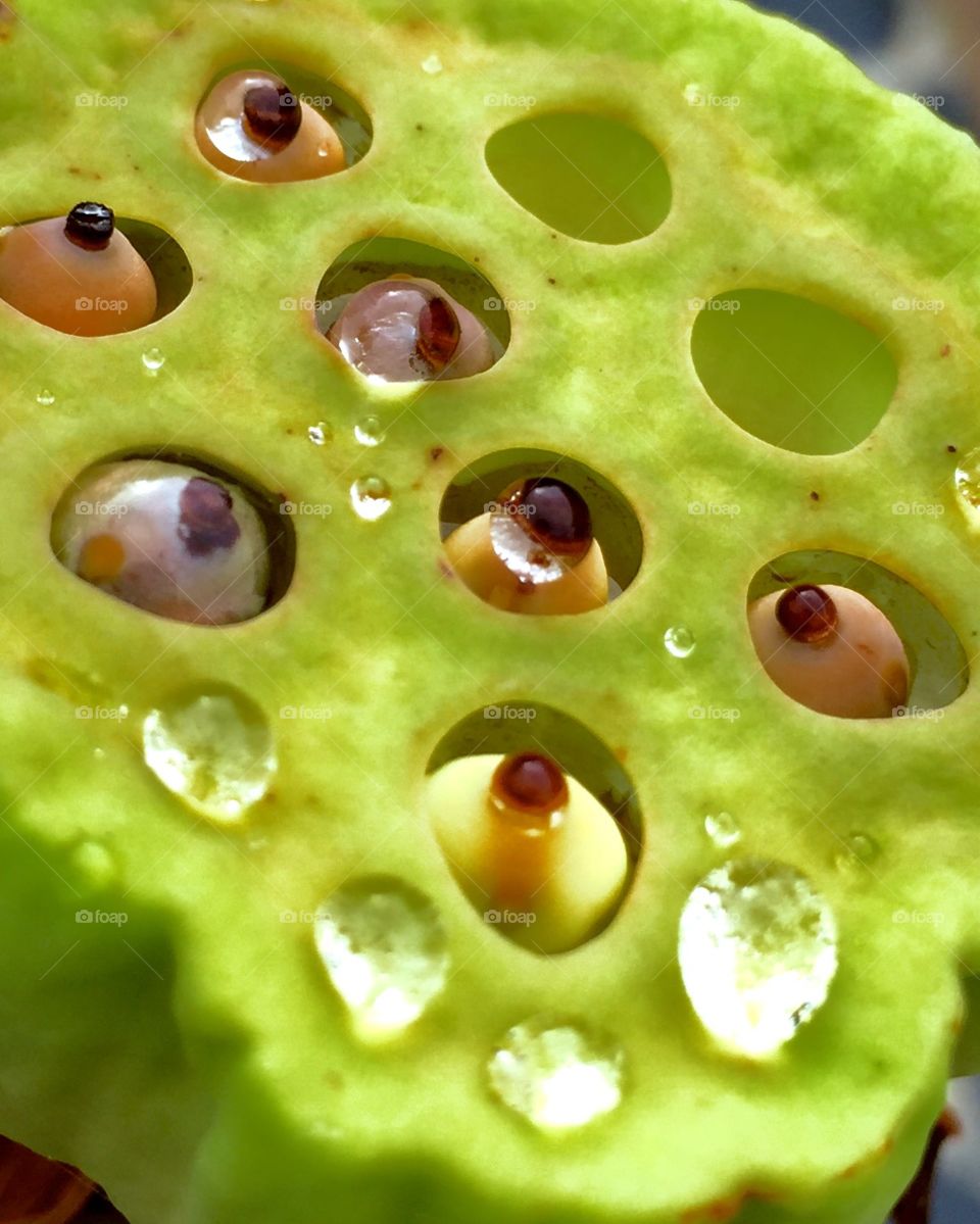 Lotus seeds . The lotus flower produces edible seeds.