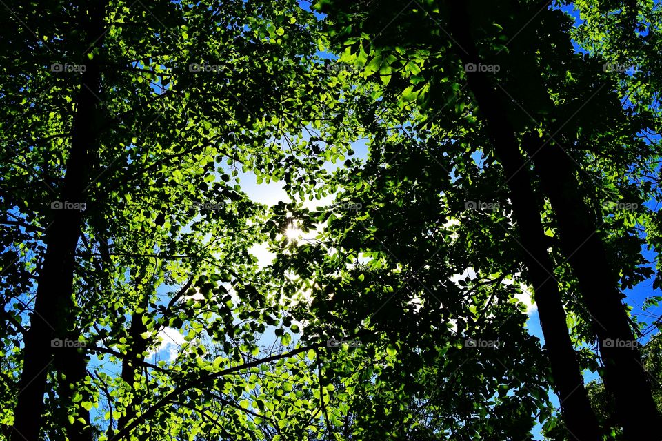 Hiking thru the forest in Indiana 