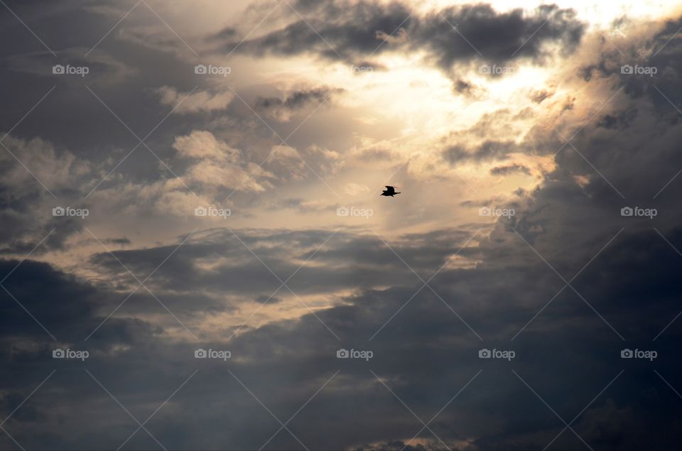 A seagull flys through the sky in perfect silhouette as a beautiful sunset descends upon Atlantic city.