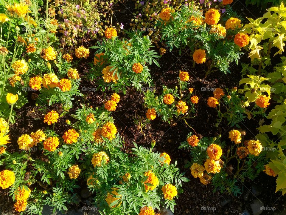 Marigold