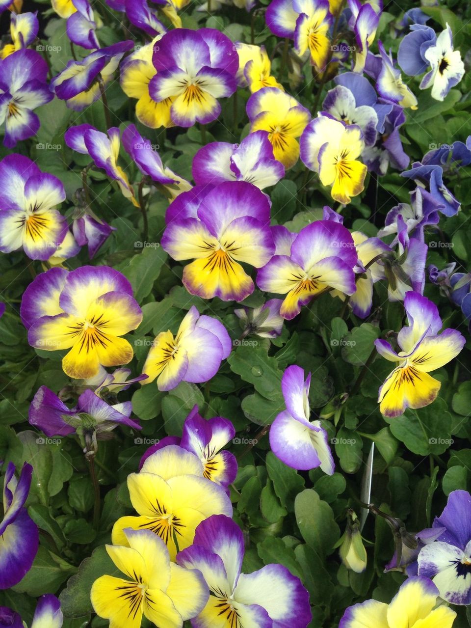 Multi colored Viola bed