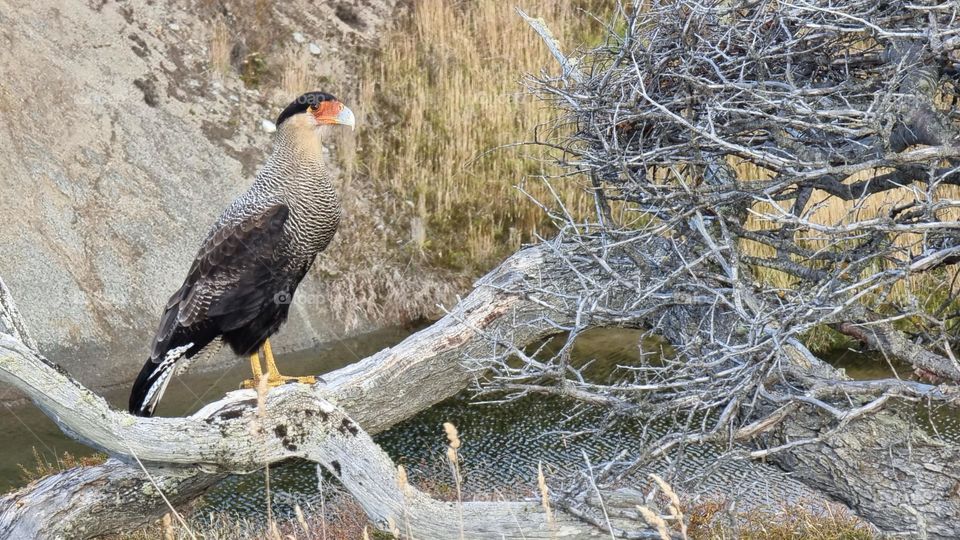 A Caracara Cheriway perched on the dry branches of a tree over a river.