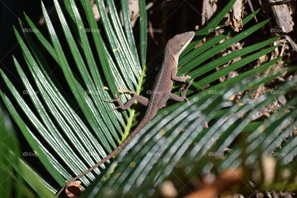 Lizard on the Palm