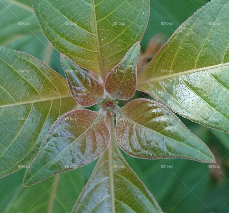 India Puducherry leaf shape in amazing way