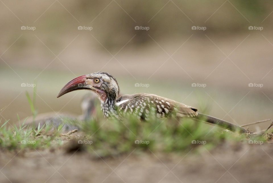 A red billed hornbill 