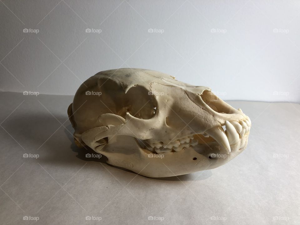 Skull still life