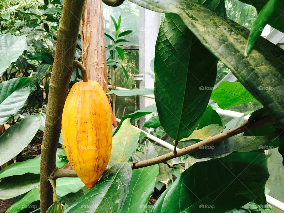 Cacao