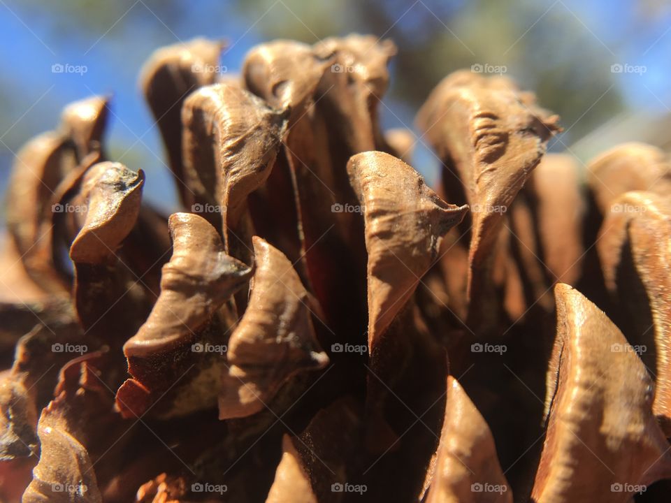 Closeup of a pinecone 🍂