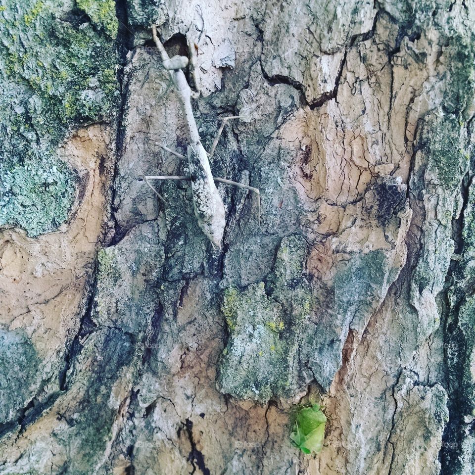 pray. found a praying mantis