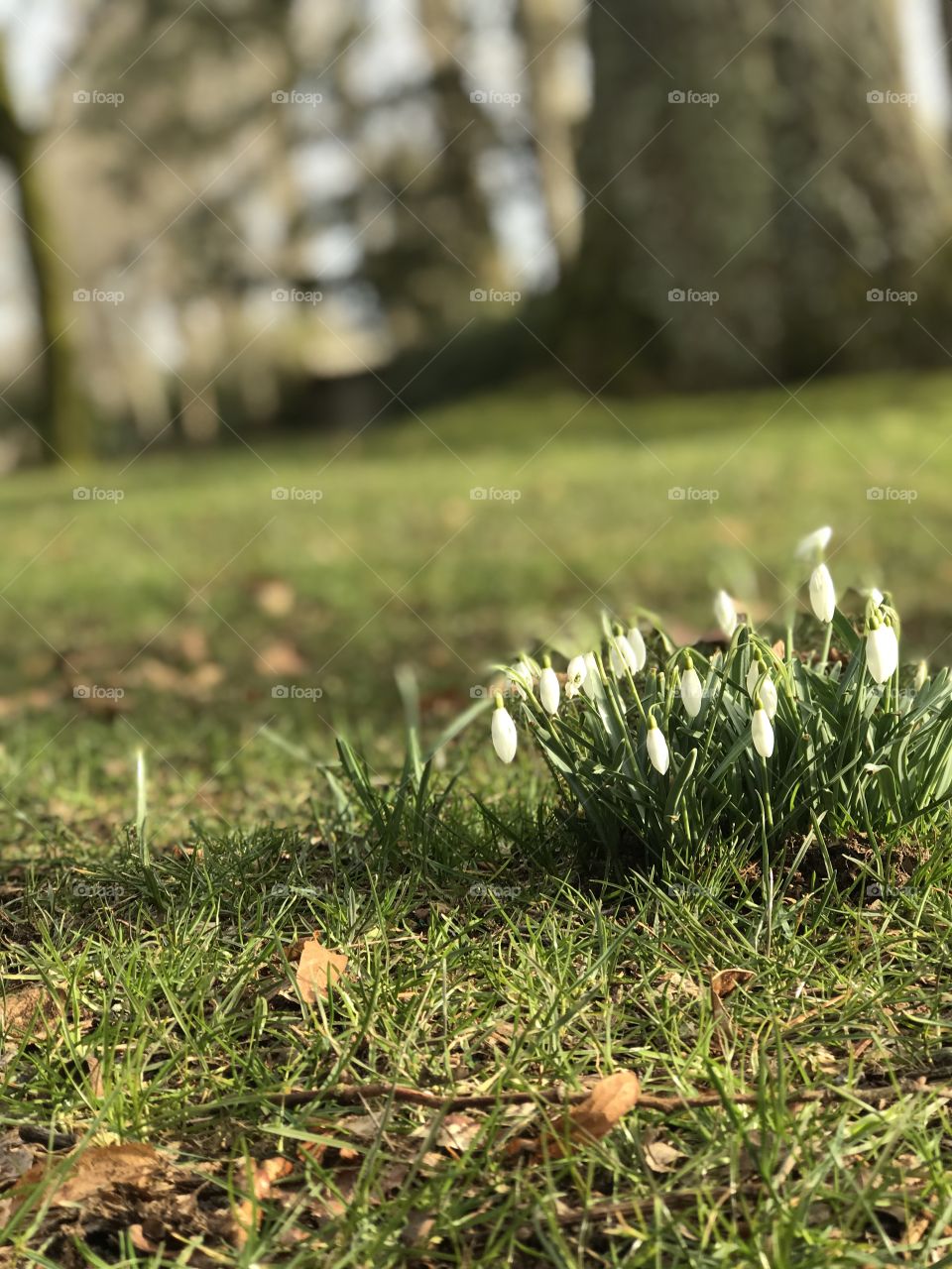Little white Snowdrops blossoming in the grass in a favourite garden park. Will be visiting tomorrow again to get my Spring On with more flower shots!