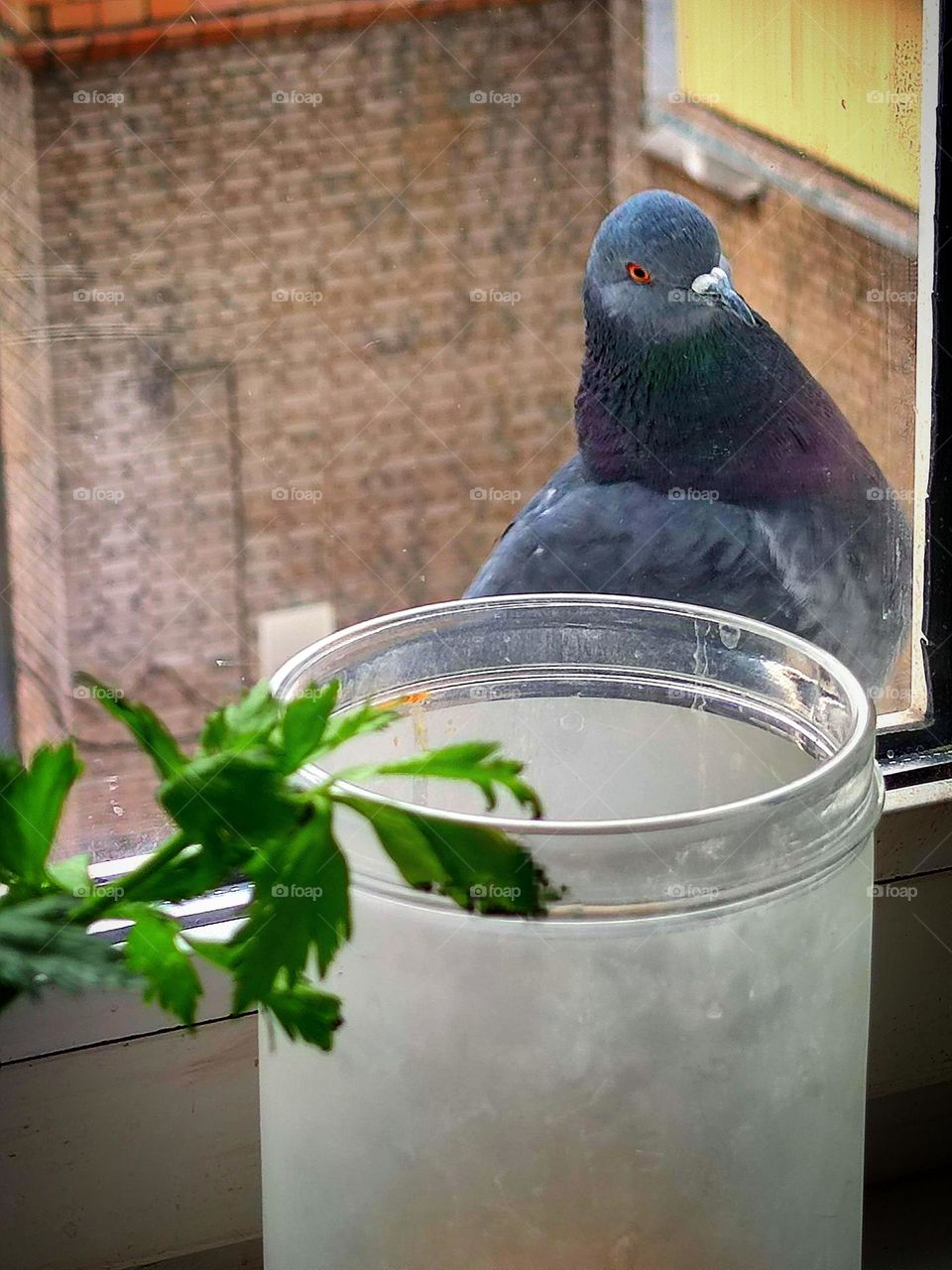 Surprise.  Outside the window, on the visor of the street window, a dove sits and looks at the jar, which stands on the windowsill.  Unexpected guest