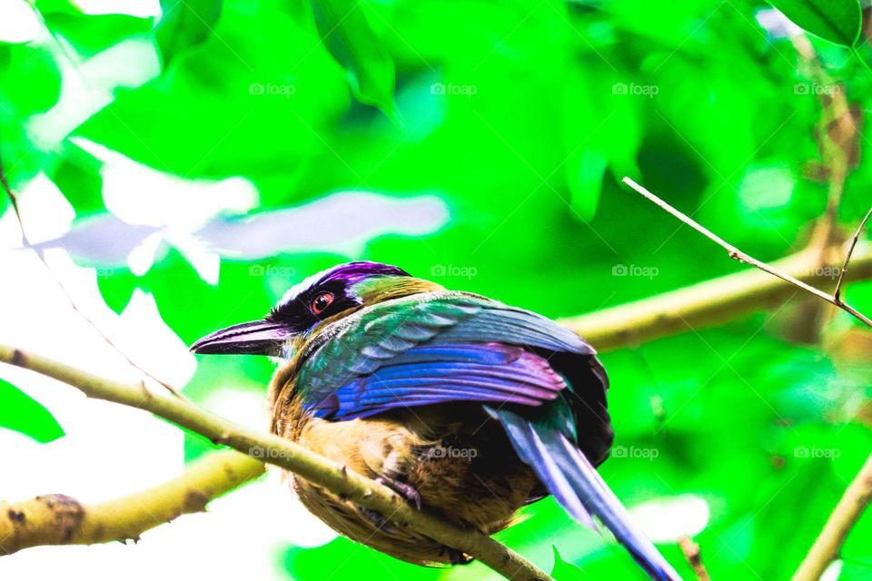 colorful rainforest bird