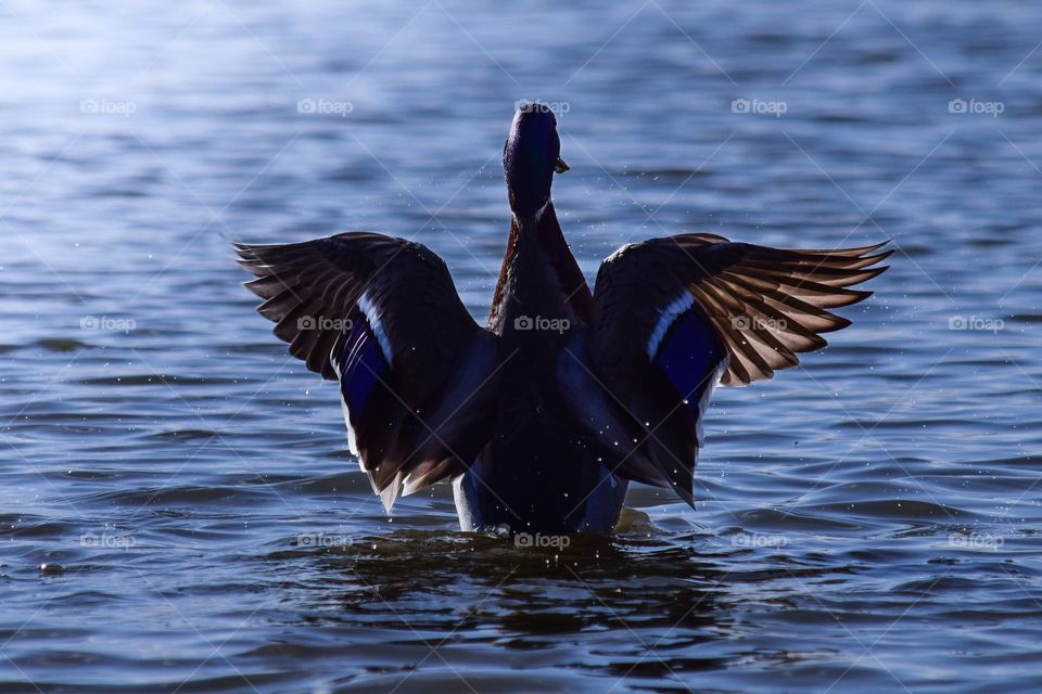 A duck on a lake 