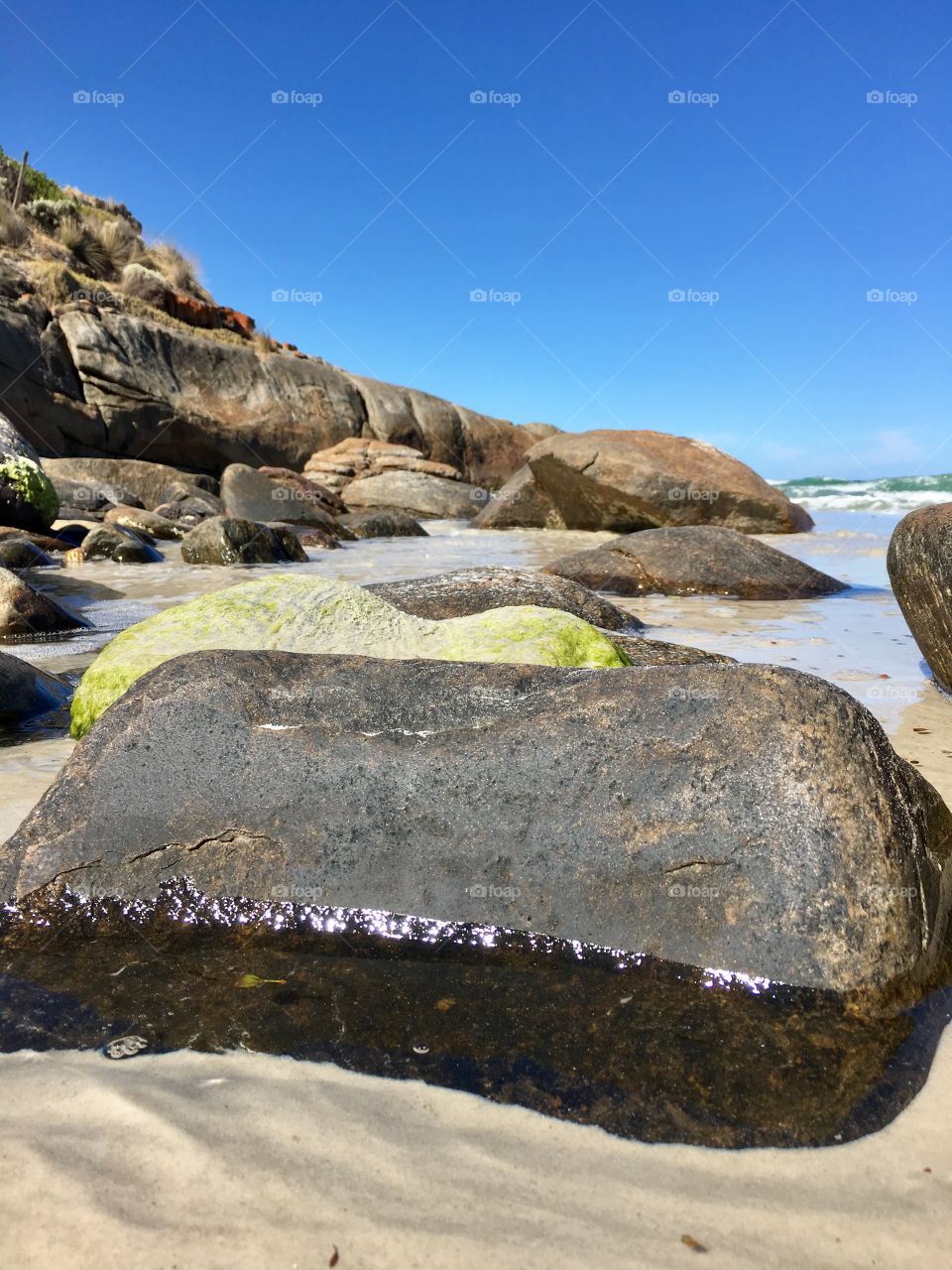Green algae on boulders in ocean south Australia low tide 