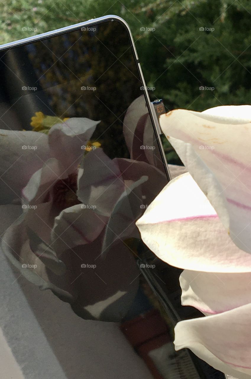 Reflection of a magnolia flower 