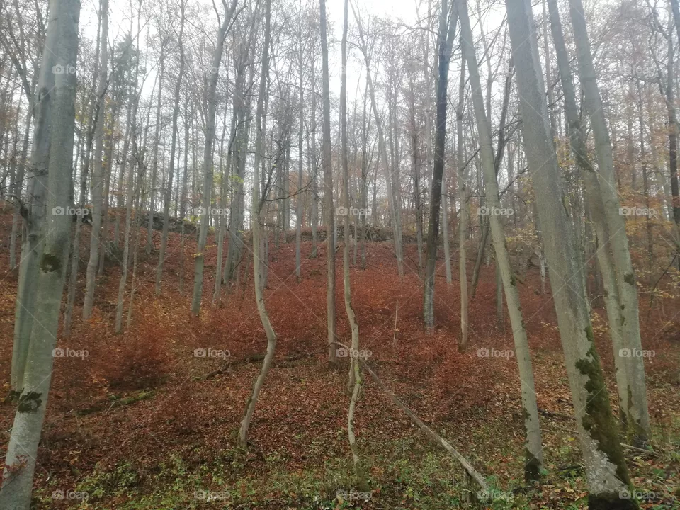 Natur