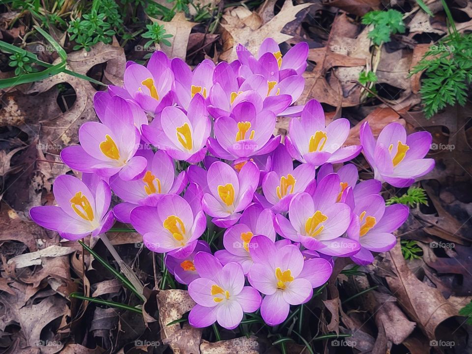 Crocussen in bloom