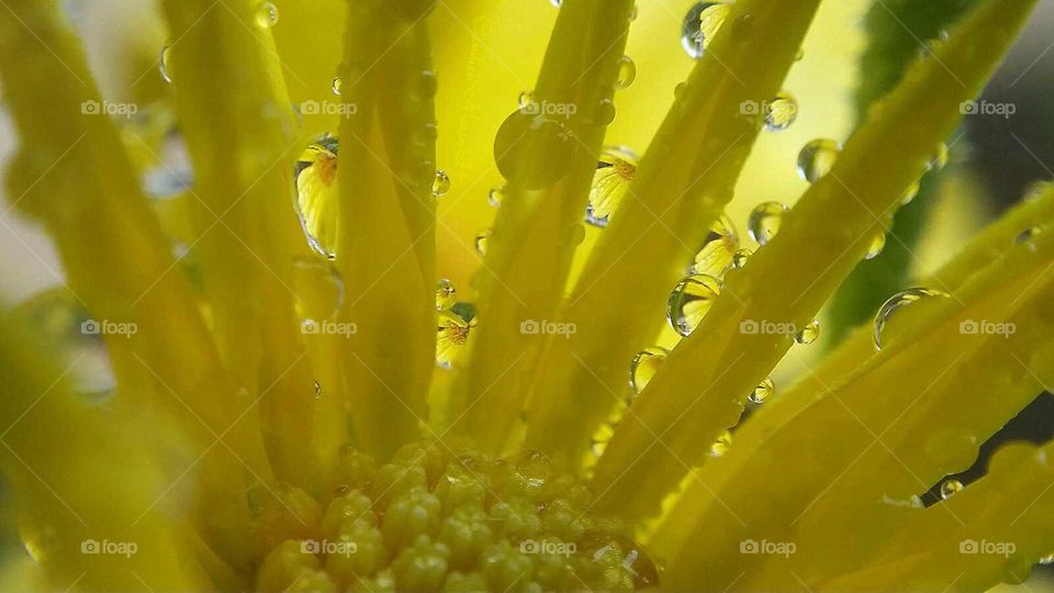 Rainy Day Reflections