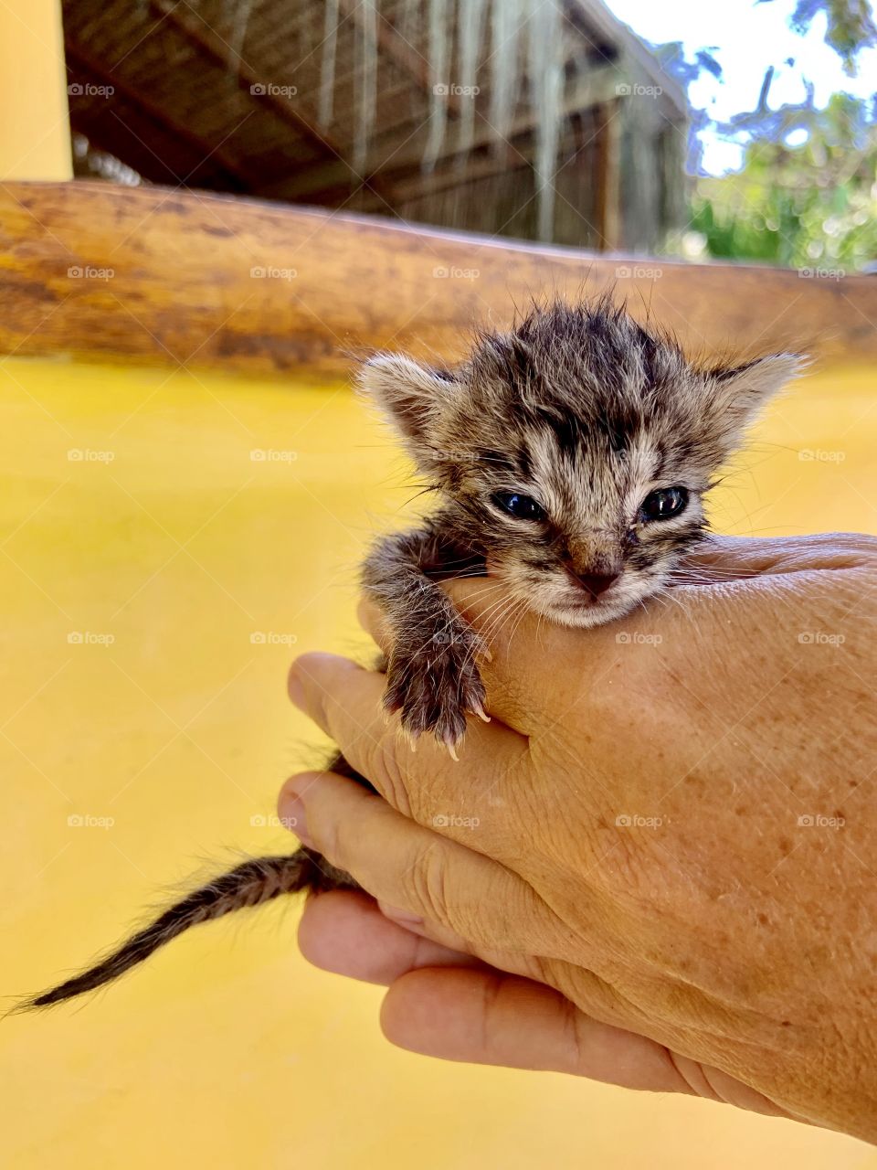 Little cat in hand