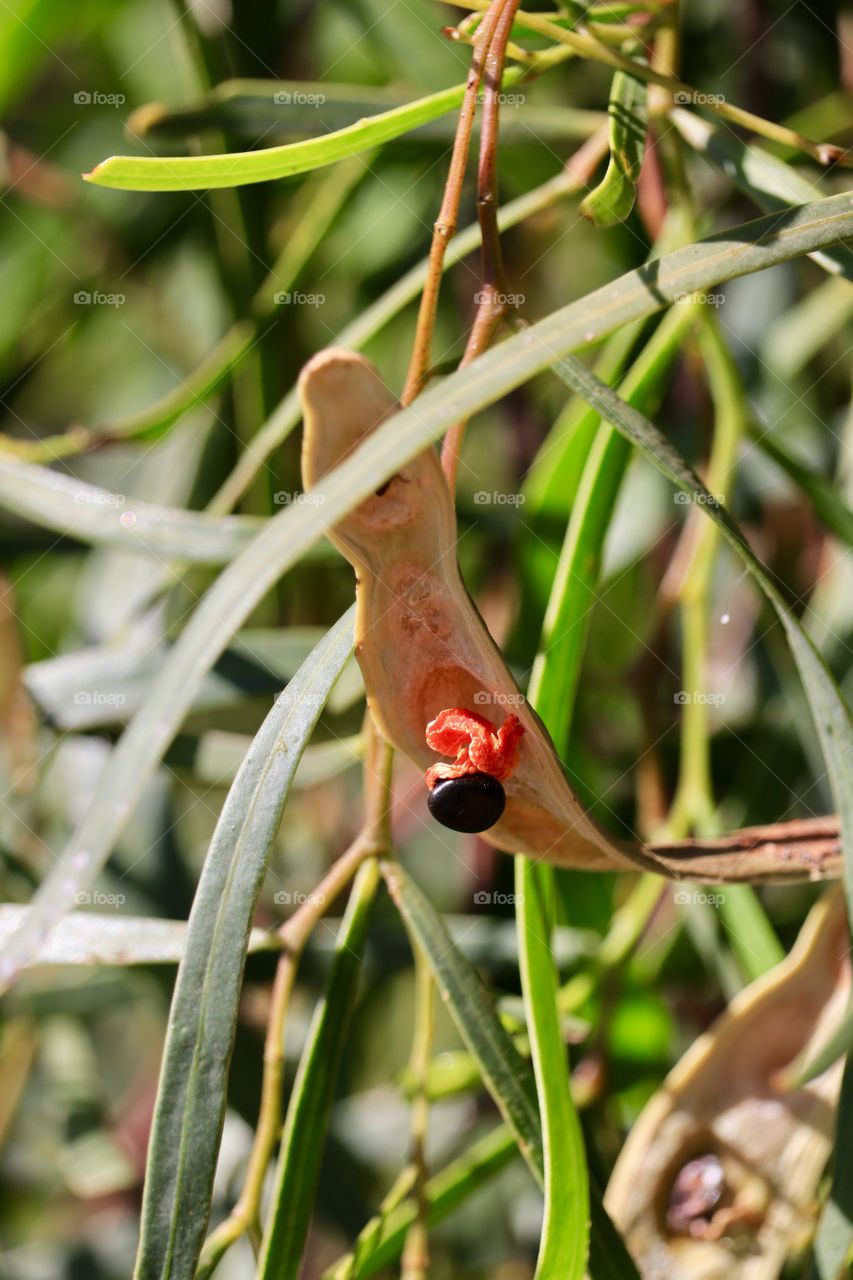 Closeup view of green seed pod with red seed, on genus of eucalyptus tree in south Australia 