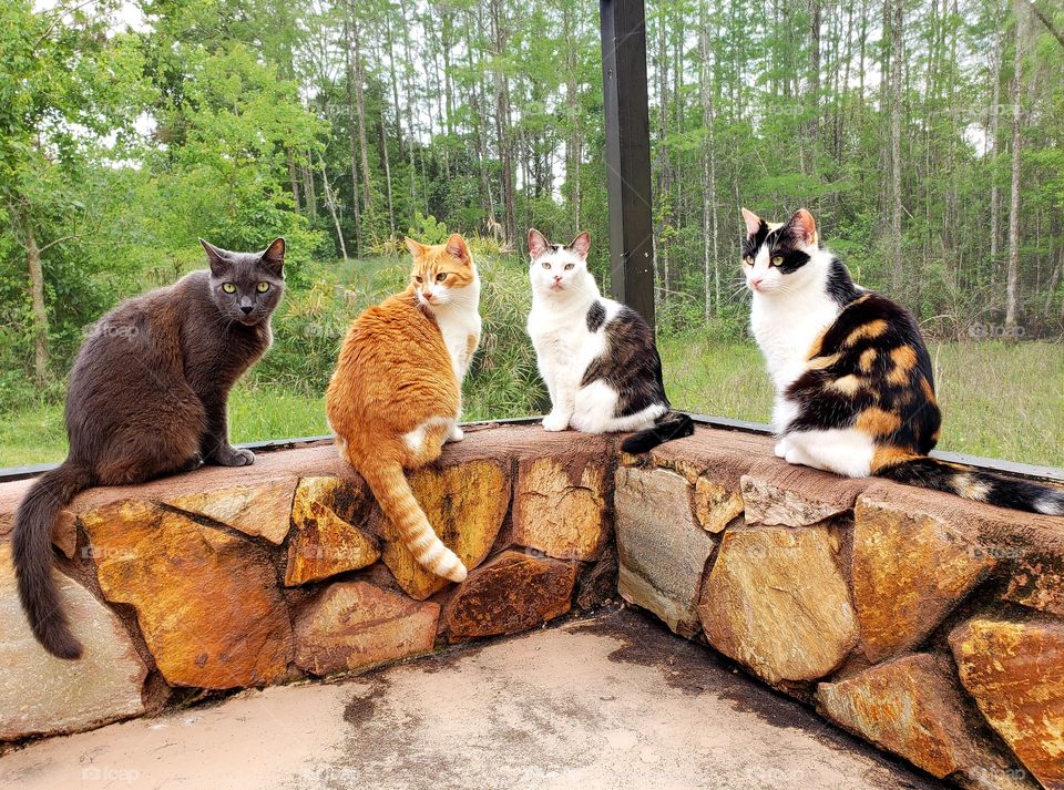 curious group of cats, one gray cat, one ginger cat and two calico cats sitting at the edge of a screaned in porch with a wooded area background