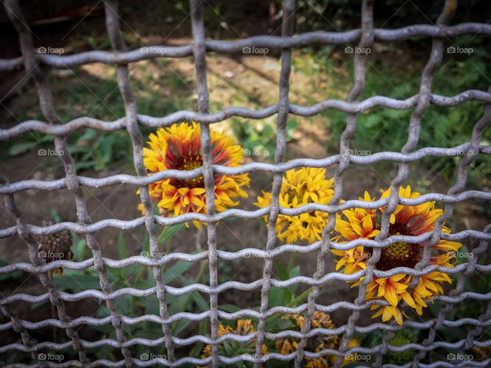 Beautiful flowers behind the bars