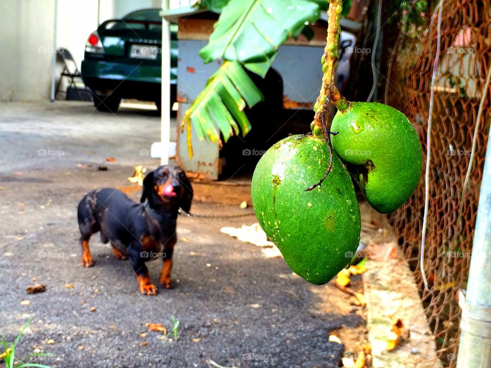 Hungry. A couple of baby mangos on a branch while a hungry dog stares at them.