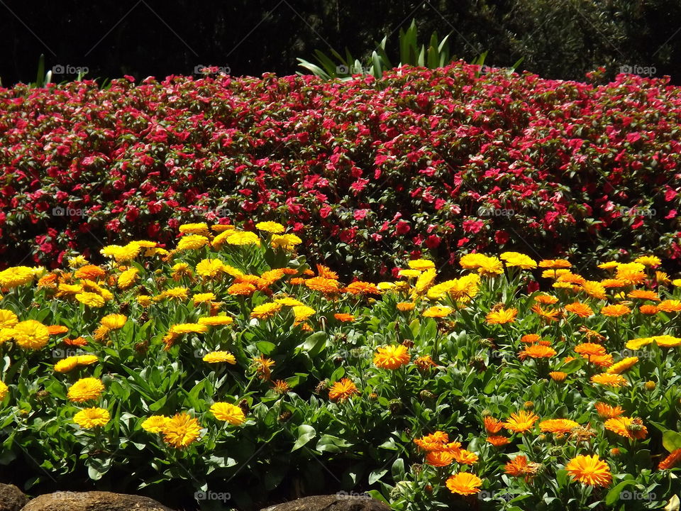 Calendula officinalis, known as marigold or daisy. Coloring a beautiful garden.