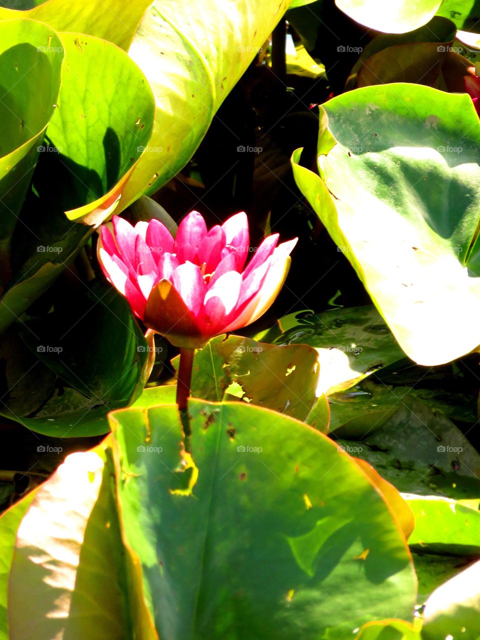 water lily