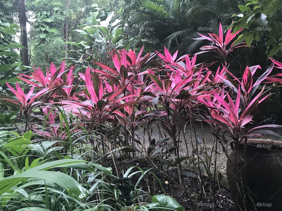 Colorful plants