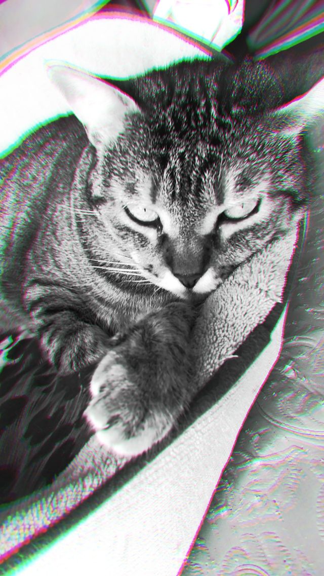 cat