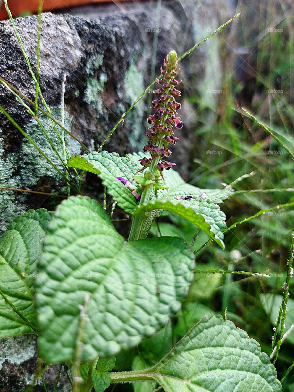 Small plants with flowering green leaves that grow between the rocks