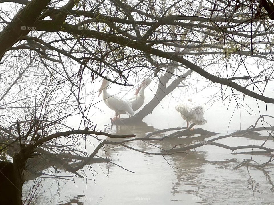 Pelicans in the morning fog on the Mississippi River