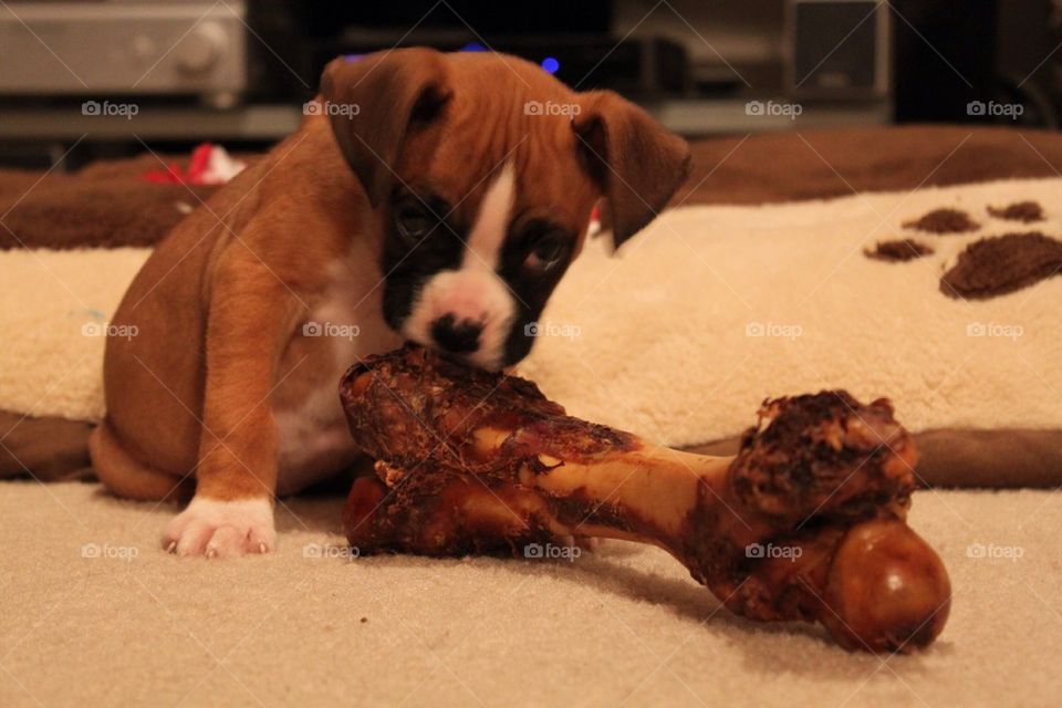 Boxer puppy with big bone