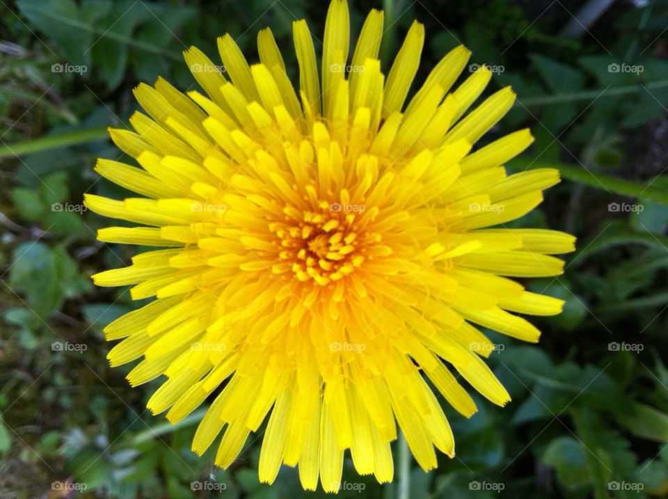 green garden yellow botanical by cyrano