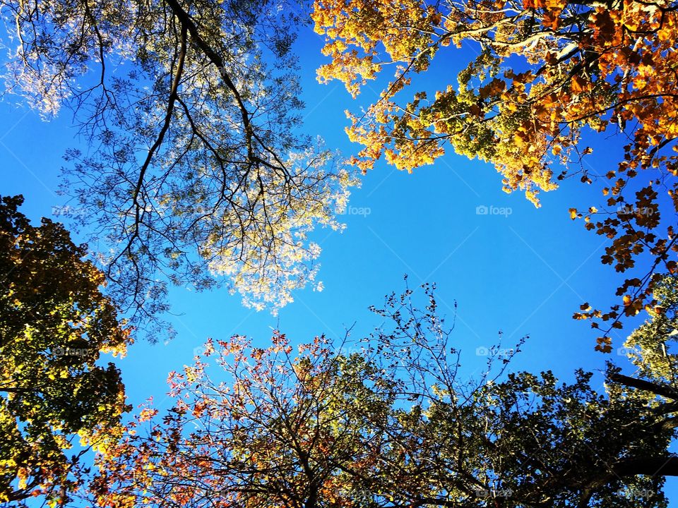 Fall-Looking Up- in Ohio 2015
