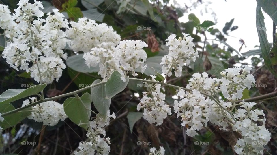 A beautiful white flowers in the forest.