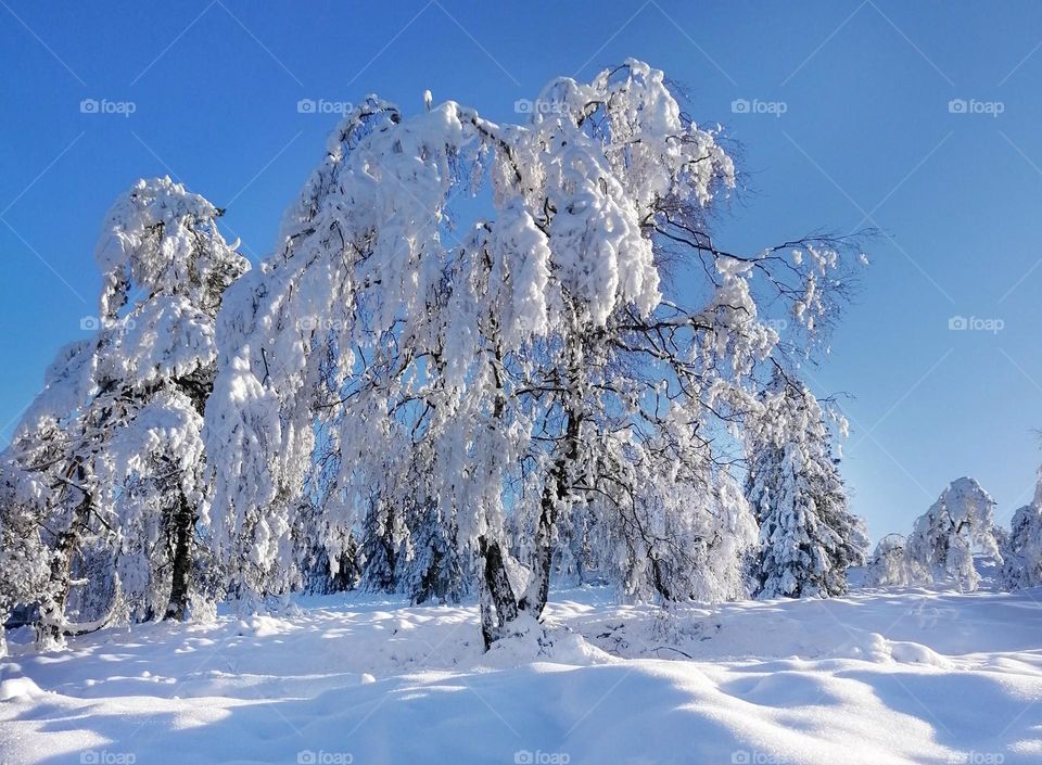 Snowy tree