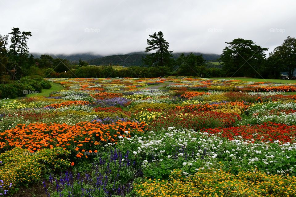 Flower fields