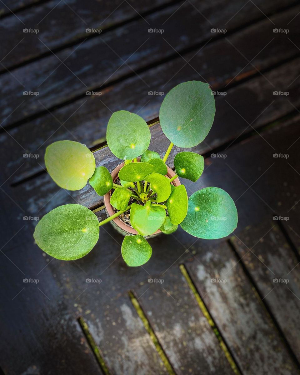 Plant, pannekoekenplant, green plant on a table. Plantlove and plantlive