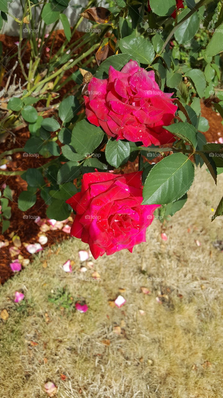 Red Roses or Rose Bush