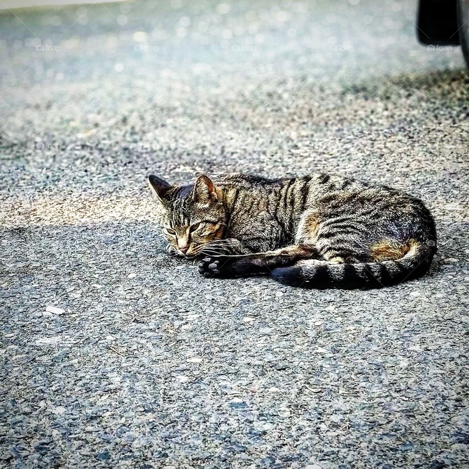 The thoughtful Tabby lays in the shade, enjoying a blissful moment of peace.
Taken on May 27th, 2018
Using my 16MP Essential phone's camera