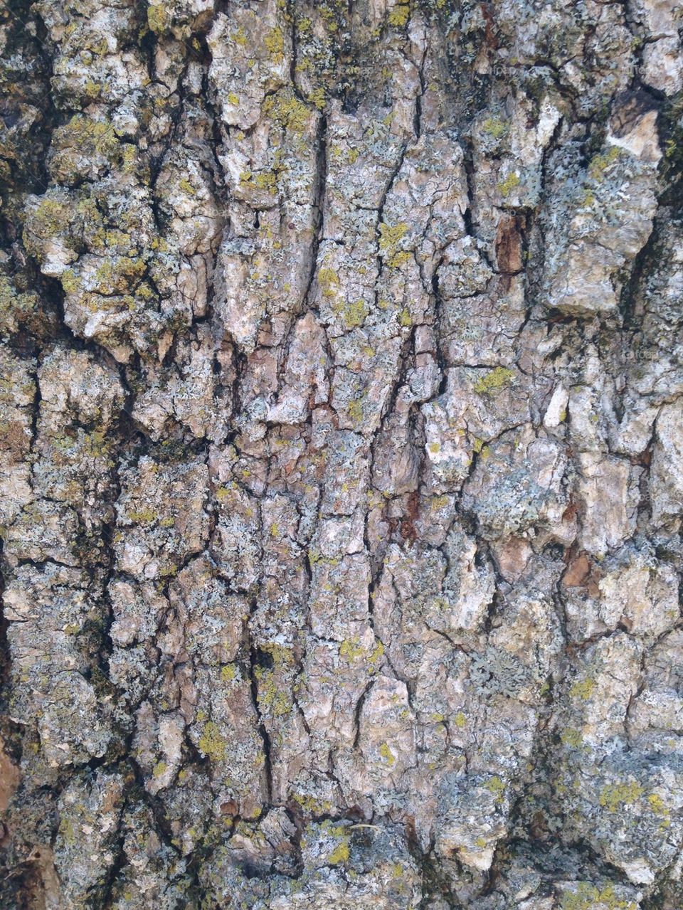 Bark