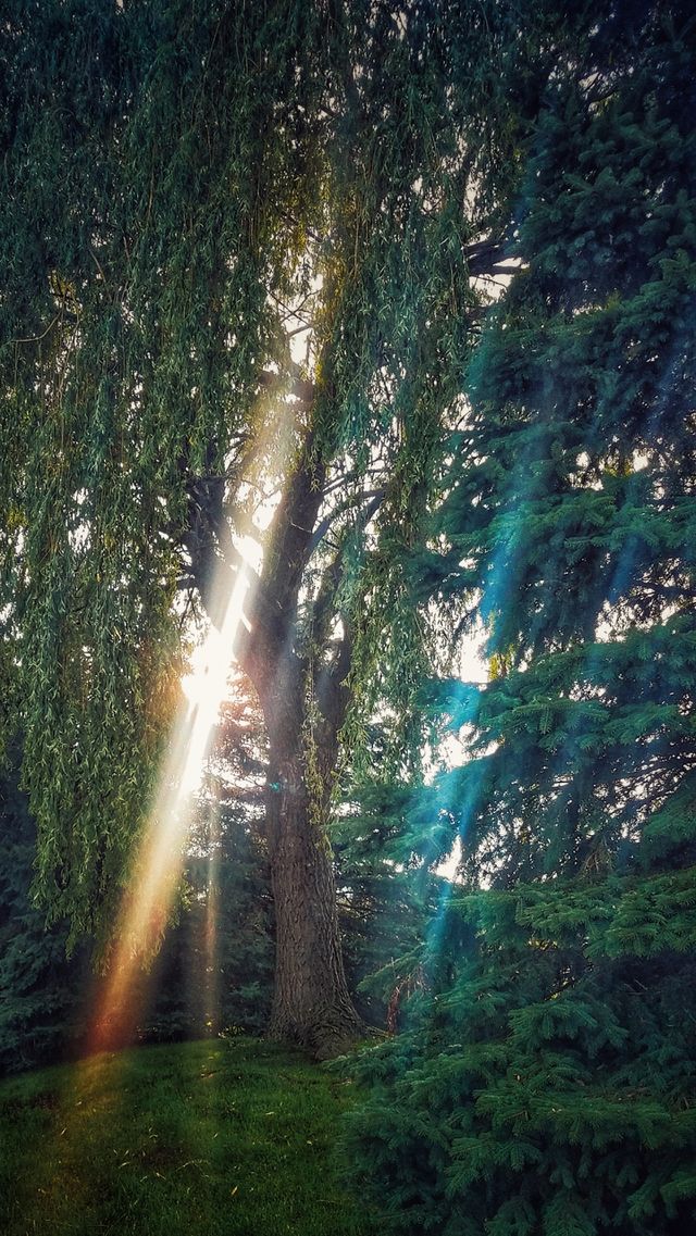 Sunset Pines