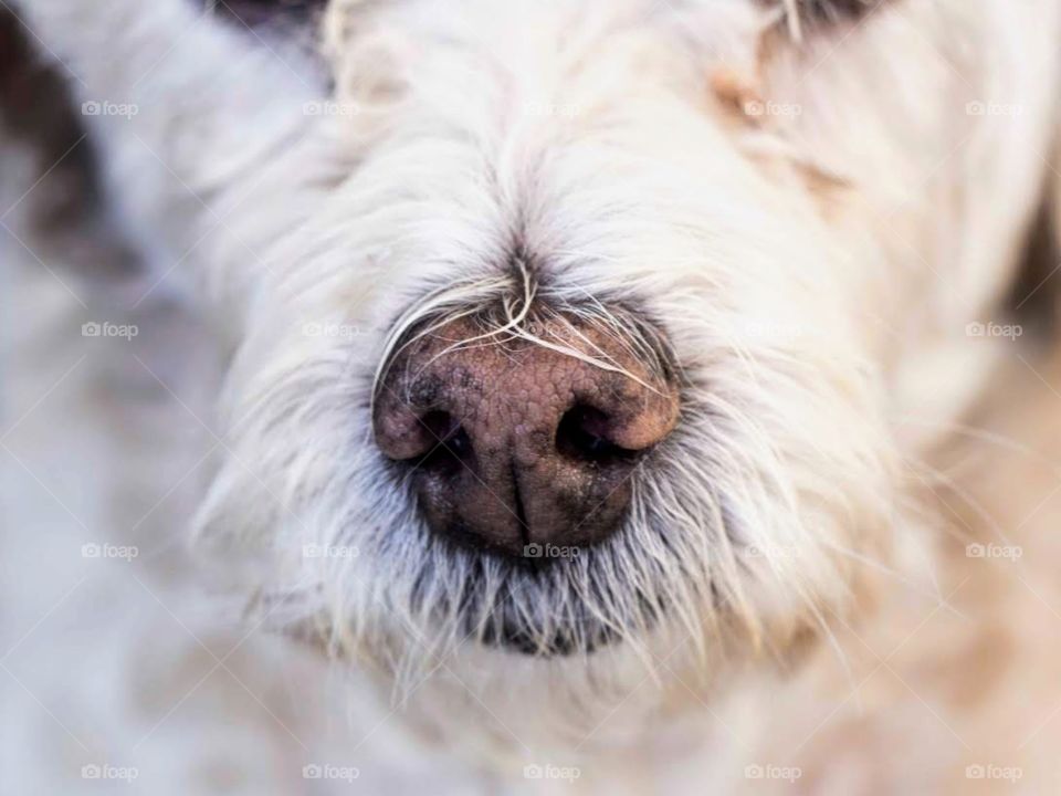 Close-up of dog's muzzle