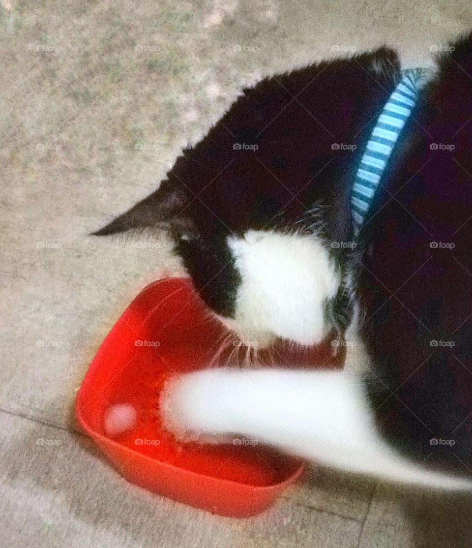 cat plays with ice in water bowl