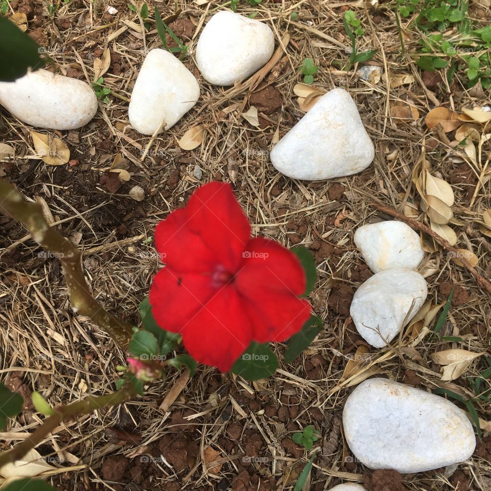 🌹 🇺🇸 Very beautiful flowers to brighten our day.  Live nature and its beauty. Did you like the delicate petals? / 🇧🇷 Flores muito bonitas para alegrar nosso dia. Viva a natureza e sua beleza. Gostaram das pétalas delicadas? 